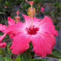 Pink Tropical Hibiscus Tree 9 Pink Tropical Hibiscus Tree -Green Plant Store Tropical Pink Hibiscus 3 FGT