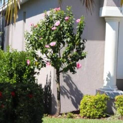 Pink Tropical Hibiscus Tree 10 Pink Tropical Hibiscus Tree -Green Plant Store Tropical Pink Hibiscus 6