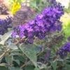True Blue Butterfly Bush (Tree Form) 2 True Blue Butterfly Bush (Tree Form) -Green Plant Store True Blue Butterfly FGT 600x600 c8fd70f2 c927 472f 8921 225e9450e39d