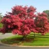 Tuscarora Crape Myrtle -Green Plant Store Tuscarora Crape myrtle FGT 600x600 e2e12a08 5661 4eeb 80b4 7071bb7bcd0f