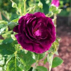 Twilight Rose Shrub -Green Plant Store Twilight Rose Shrub 1