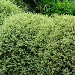 Variegated Boxwood Shrub 8 Variegated Boxwood Shrub -Green Plant Store Variegated Boxwood 1