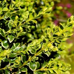 Variegated Boxwood Shrub 9 Variegated Boxwood Shrub -Green Plant Store Variegated Boxwood 4 FGT
