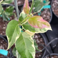 Pink Variegated Eureka Lemon Bush -Green Plant Store Variegated Pink Eureka 7 dbfb1cfe f5d9 45c1 aac9 7809e00cecc3