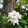 Gardenia 'Veitchii' Shrub -Green Plant Store Veitchii Gardenia FGT 600x600 682342a2 f824 4657 b803 57a8bc017673