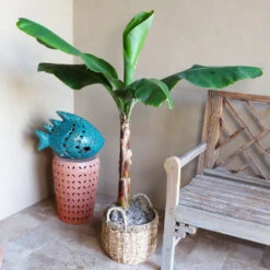 Veranda Banana Tree -Green Plant Store Veranda Banana 3