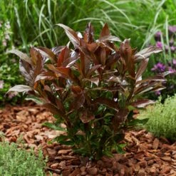 Coppertop® Sweet Viburnum Shrub 9 Coppertop® Sweet Viburnum Shrub -Green Plant Store Viburnum Coppertop 2