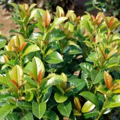 Volcano Cherry Laurel 8 Volcano Cherry Laurel -Green Plant Store Volcano Laurel 3 FGT