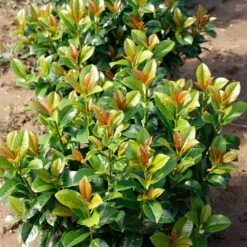 Volcano Cherry Laurel 9 Volcano Cherry Laurel -Green Plant Store Volcano Laurel 4