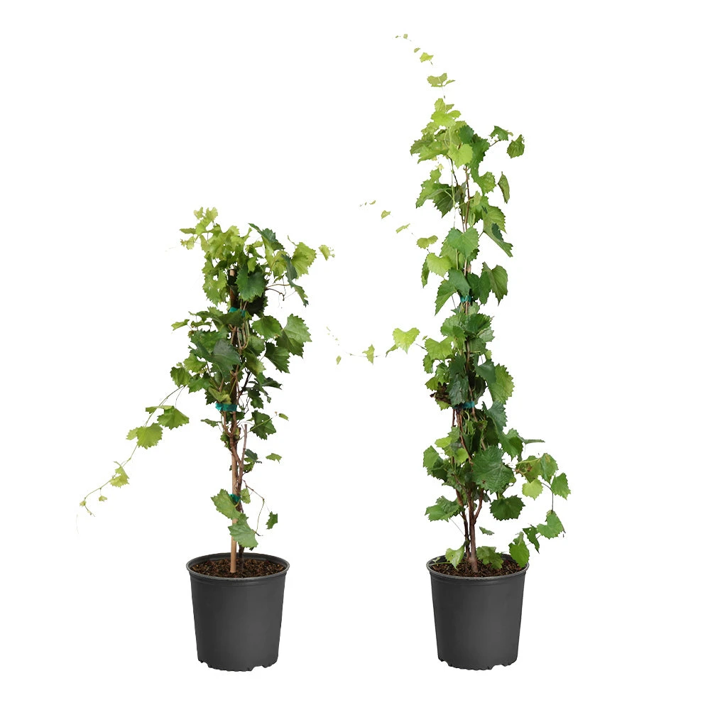 Wine Lover's Kit 4 Wine Lover's Kit - Image 2