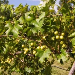 Wine Lover's Kit 10 Wine Lover's Kit -Green Plant Store WIne Lovers Kit 2