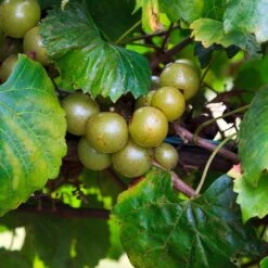 Wine Lover's Kit 11 Wine Lover's Kit -Green Plant Store WIne Lovers Kit 3