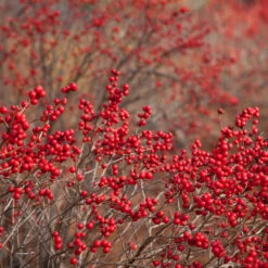 Winter Red Winterberry Holly Shrub 12 Winter Red Winterberry Holly Shrub -Green Plant Store WInter Red winterberry 1