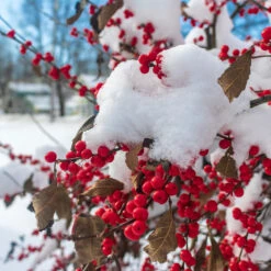 Winter Red Winterberry Holly Shrub 13 Winter Red Winterberry Holly Shrub -Green Plant Store WInter Red winterberry 3