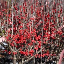 Winter Red Winterberry Holly Shrub 14 Winter Red Winterberry Holly Shrub -Green Plant Store WInter Red winterberry 3G