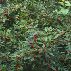 Winter Red Winterberry Holly Shrub 15 Winter Red Winterberry Holly Shrub -Green Plant Store WInter Red winterberry 5