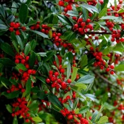 Winter Red Winterberry Holly Shrub 11 Winter Red Winterberry Holly Shrub -Green Plant Store WInter Red winterberry 6