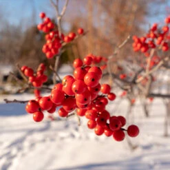 Winter Red Winterberry Holly Shrub