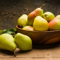 Warren Pear Tree 9 Warren Pear Tree -Green Plant Store Warren Pear Tree 1