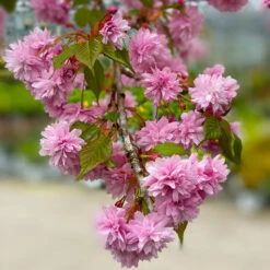 Weeping Extraordinaire™ Cherry Tree -Green Plant Store Weeping Extraordinaire Cherry 2