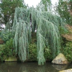 Weeping Blue Atlas Cedar Tree 9 Weeping Blue Atlas Cedar Tree -Green Plant Store Weeping Blue atlas Cedar 1