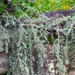 Weeping Blue Atlas Cedar Tree 8 Weeping Blue Atlas Cedar Tree -Green Plant Store Weeping Blue atlas Cedar 5 FGT