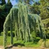 Weeping Blue Atlas Cedar Tree -Green Plant Store Weeping Blue atlas Cedar FGT 600x600 620d59be 203f 4004 b56d 59c520d54305
