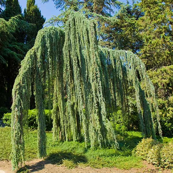 Weeping Blue Atlas Cedar Tree 3 Weeping Blue Atlas Cedar Tree