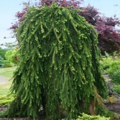 Weeping Norway Spruce Tree -Green Plant Store Weeping Norway SPruce 2