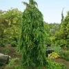 Weeping Norway Spruce Tree 2 Weeping Norway Spruce Tree -Green Plant Store Weeping Norway SPruce FGT 600x600 d111cbd0 5666 4827 8dfd af7284e7506e