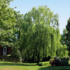Weeping Willow -Green Plant Store Weeping Willow 2 FGT