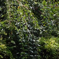 Weeping Yoshino Cherry Tree -Green Plant Store Weeping Yoshino Cherry 3