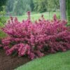 Sonic Bloom® Weigela Shrub 2 Sonic Bloom® Weigela Shrub -Green Plant Store Weigela Sonic Bloom Pink FGT 600x600 b76c560e 7c40 440b 8368 37b9949f794e