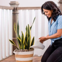 Air-Purifying House Plant Kit -Green Plant Store Whie Watering Can 2 af5196b4 a77c 4b15 b895 8aae9ad1b861