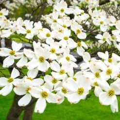 White Dogwood 12 White Dogwood -Green Plant Store White Dogwood 19 FGT