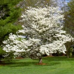 White Dogwood 14 White Dogwood -Green Plant Store White Dogwood 7 FGT
