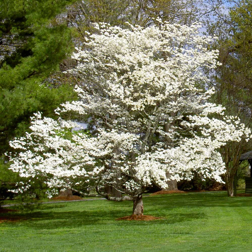 White Dogwood 8 White Dogwood - Image 6