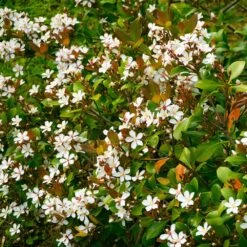 Snow White Indian Hawthorn Shrub -Green Plant Store White Indian Hawthorn 1