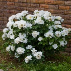 White Knock Out® Rose -Green Plant Store White Knockout Rose 4