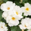 White Knock Out® Rose -Green Plant Store White Knockout Rose FGT 600x600 fc28c2f4 7035 4827 9469 63a39fd1b55c