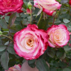 White Lies™ Rose Shrub -Green Plant Store White Lies Rose 2