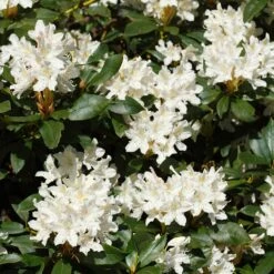 White Rhododendron 7 White Rhododendron -Green Plant Store White Rhododendron 2 FGT