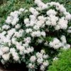White Rhododendron -Green Plant Store White Rhododendron FGT 600x600 2e6f5762 d561 4abf be22 376d963cbe0f