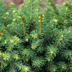 White Spruce Tree -Green Plant Store White Spruce Tree 3 FGT