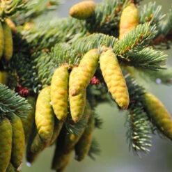 White Spruce Tree -Green Plant Store White Spruce Tree 4