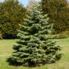 White Spruce Tree -Green Plant Store White Spruce Tree FGT 600x600 3b8f2baa 581d 4a29 9f38 25d68bbf5905