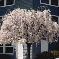 White Weeping Cherry Tree 10 White Weeping Cherry Tree -Green Plant Store White Weeping Cherry 6
