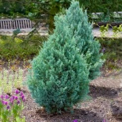 Juniper 'Wichita Blue' Tree -Green Plant Store Wichita Blue Juniper 4
