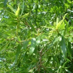 Willow Oak Tree -Green Plant Store Willow Oak 3
