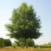 Willow Oak Tree 2 Willow Oak Tree -Green Plant Store Willow Oak FGT 600x600 7d354e98 87f3 4b40 9a52 d954f7a224a0